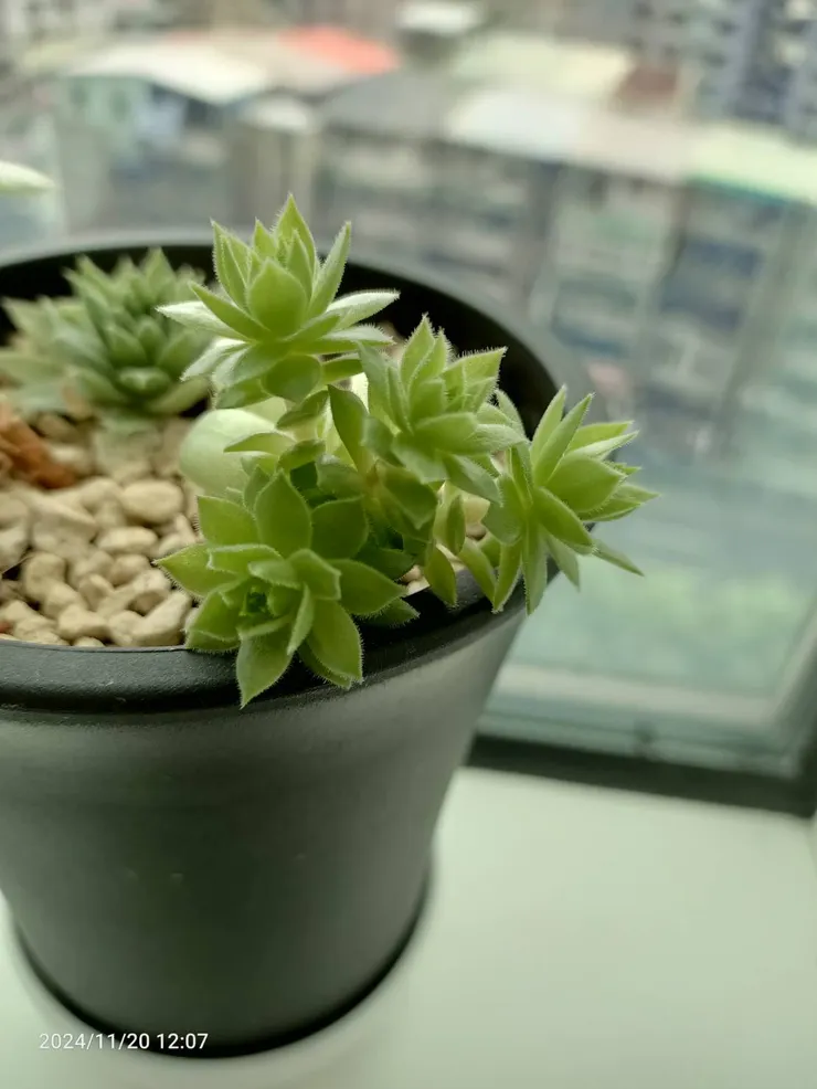 照片已經是砍頭後2個月了，明顯看得出長了4個小苗