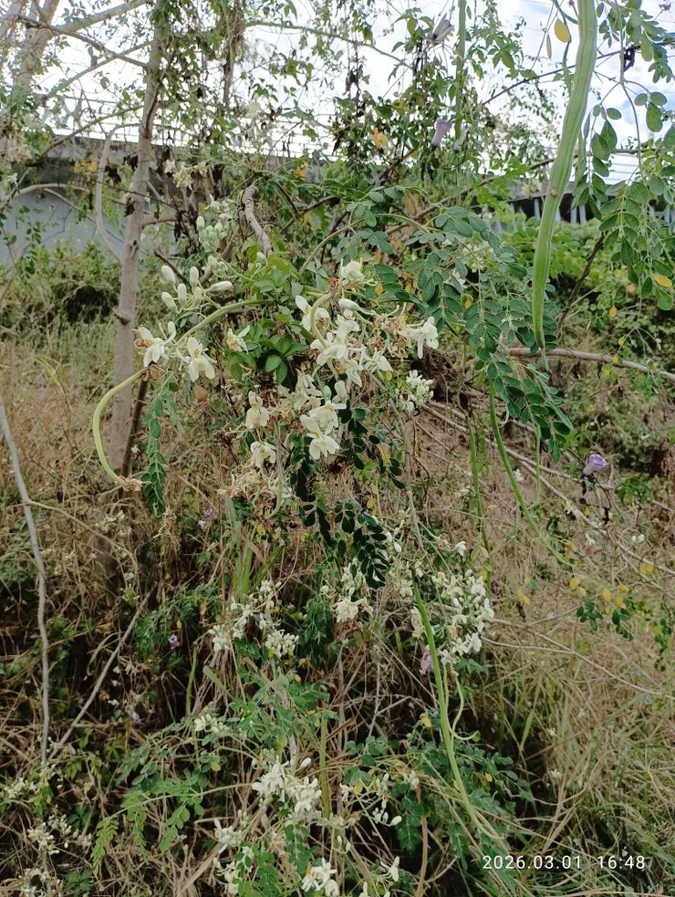 溪邊見上“辣木”，屏東市中正國中旁有一株