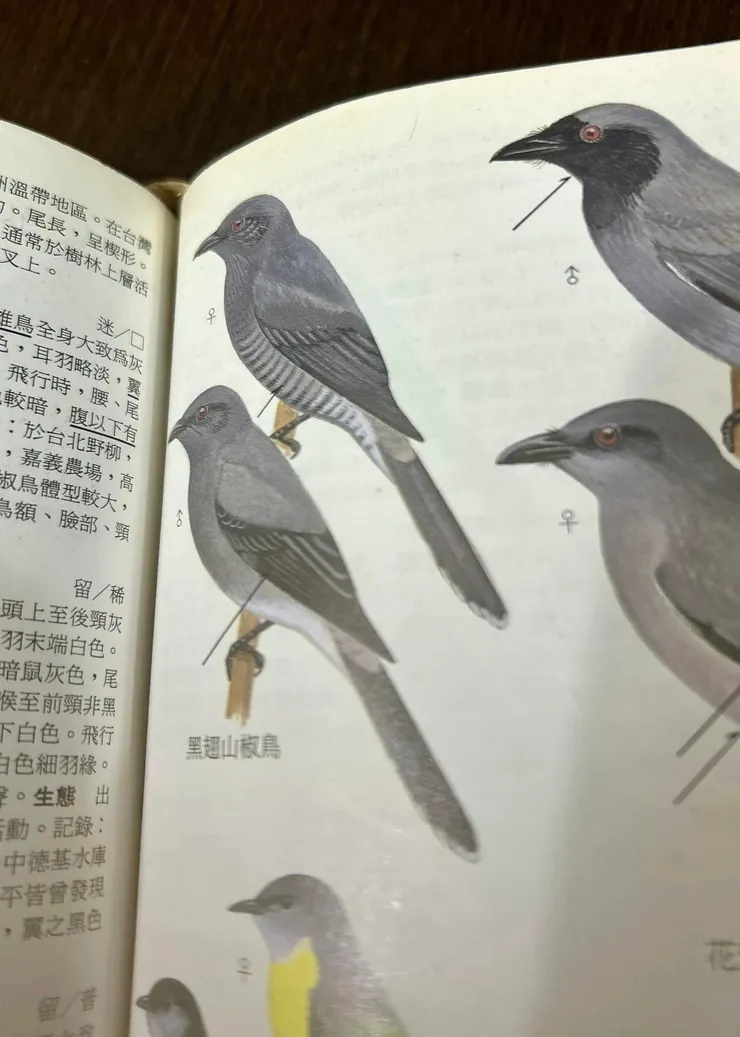 圖08 在這區第一次紀錄到的黑翅山椒鳥