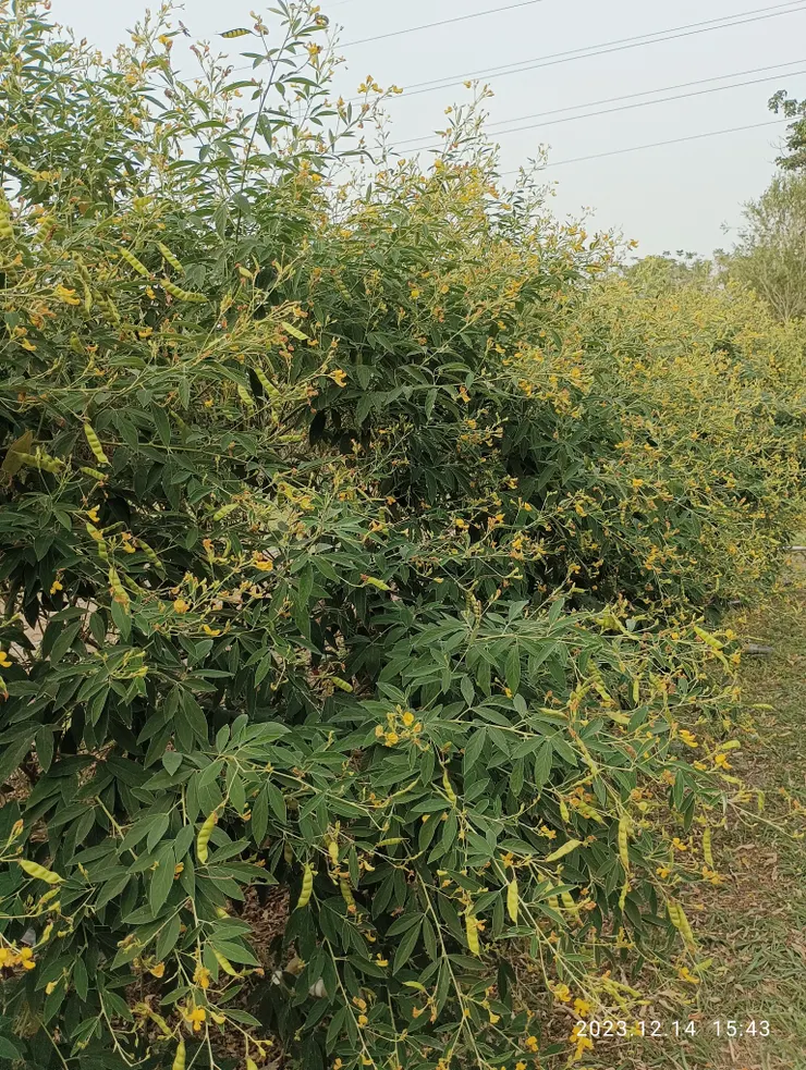 樹豆叢集花顏亮黃