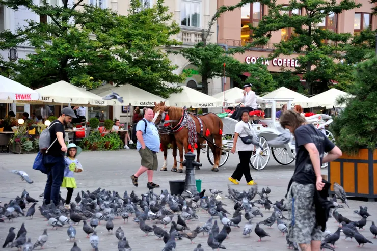 【羣鴿目中無人總為爭食一陣騷亂】