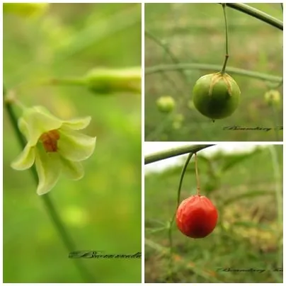 蘆筍(石刁柏)的鐘形小花與果實，果實有毒。要栽培好蘆筍，重點就是抑制它開花的技術。