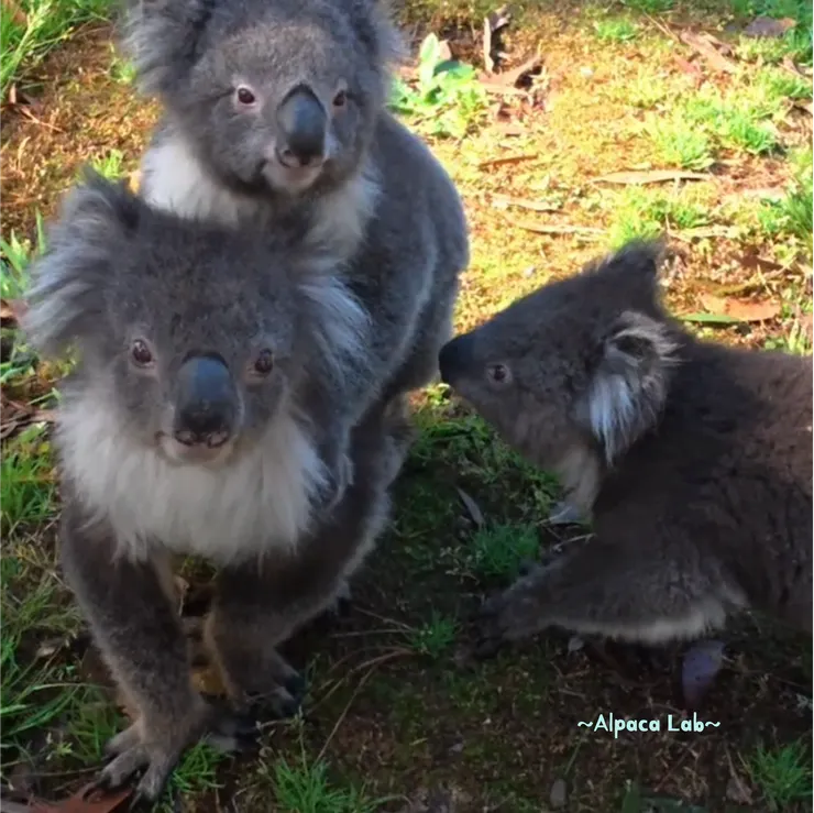 墨爾本Fauna Wildlife Retreat，26/1/19，我融化了💗