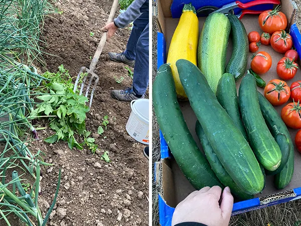 (左)採收馬鈴薯 (右)幾乎每天都可以收成滿滿一簍的蔬菜