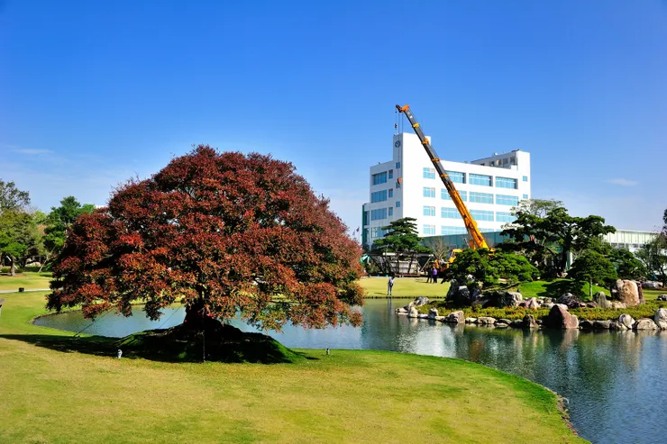 二零一六即曾造訪成美文化園，喜逢兩百年日本黑松入門盛典，國寶園藝大師黃天鶴親臨主婚，那時五百歲的紫檀已枝開葉散。近處紅葉者即550歲的老紫檀。2016年攝。