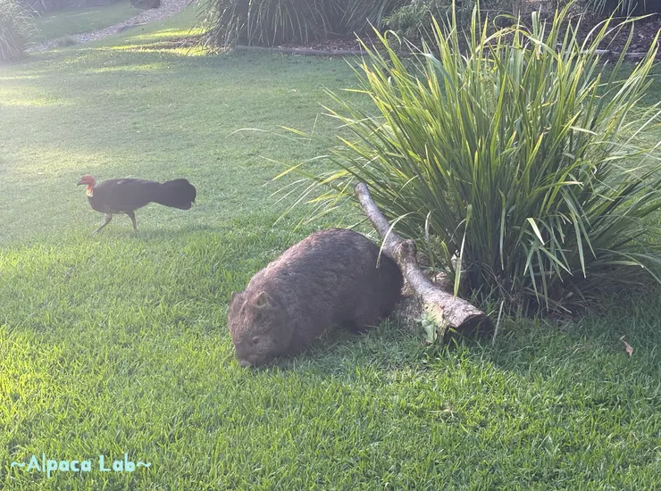 25/11/23，布里斯本Australia Zoo，超可愛袋熊～