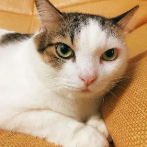 貓毛間，還有一點點的我