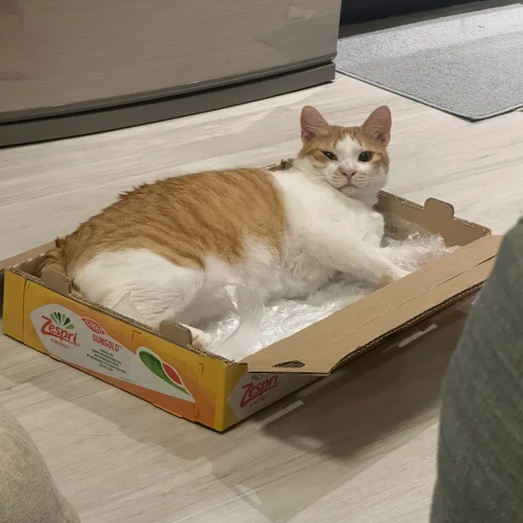 貓:這人類到底在幹嘛?