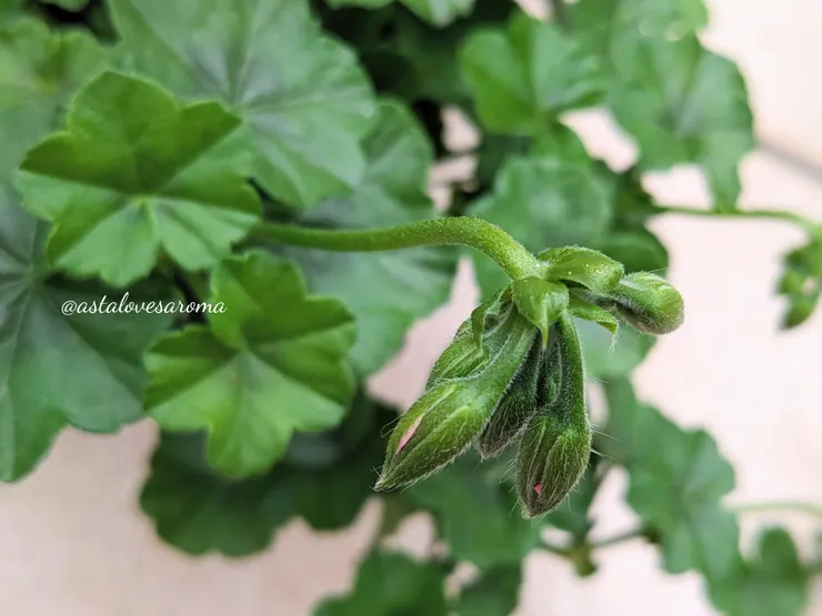 莖上也有細細的白色絨毛