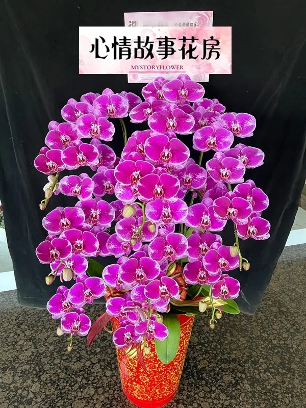 #台南花店 #鮮花 #蘭花 #玫瑰花 #永生花 #多肉植物 #盆栽 #花束 #花籃