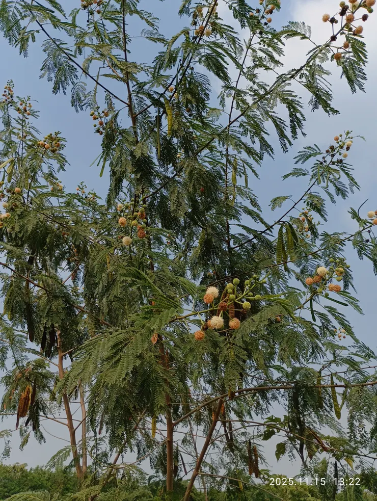 溪風涼拂銀合歡