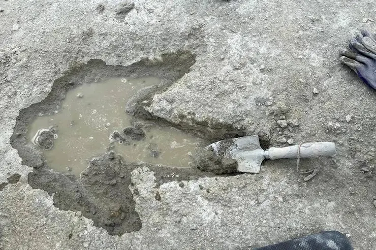 圖片來源：Emma Nicholls/Oxford University Museum of Natural History