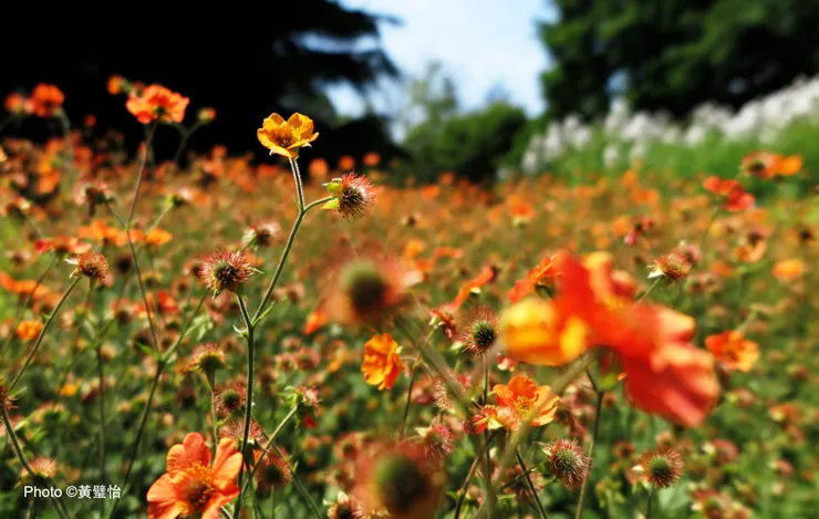 在陽光下跳舞的橙色花朵