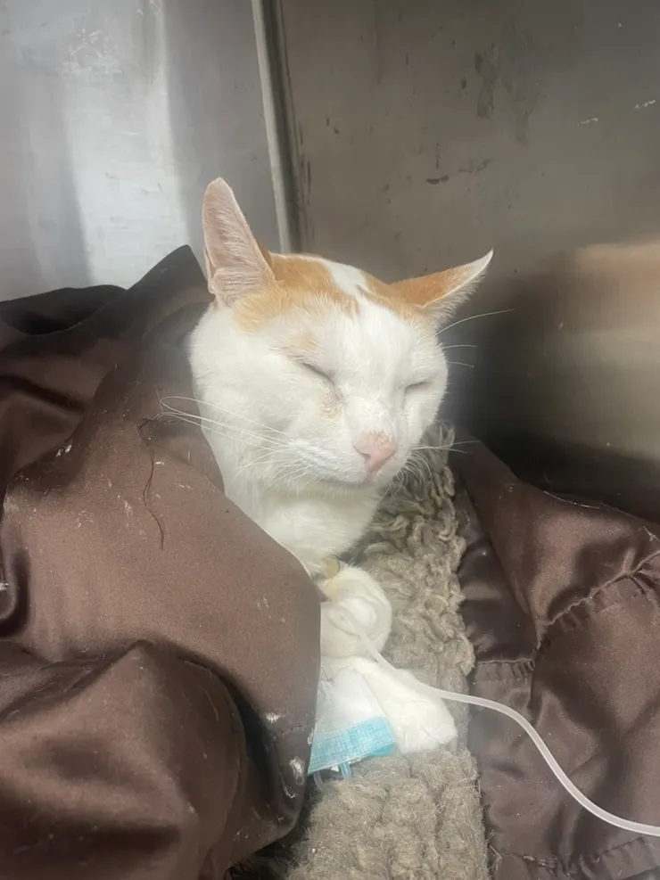 補液中的可利亞