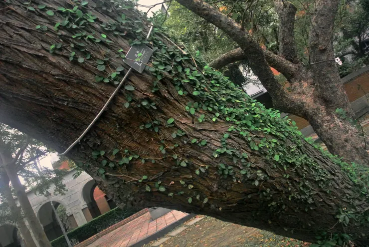 從台大癌醫公車站走去總圖的路上