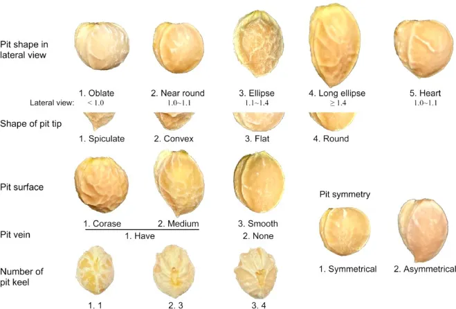 中國櫻桃的種子多樣性。