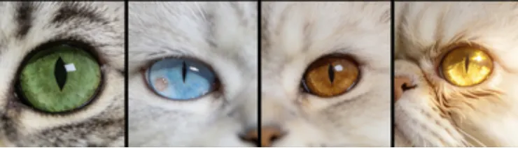 你以為那雙放大的黑瞳是愛意的展現，是討摸的信號。但你可能不知道，在貓咪的感官世界裡，那雙你眼中「可愛極了」的大眼睛，其實正在大聲呼救。