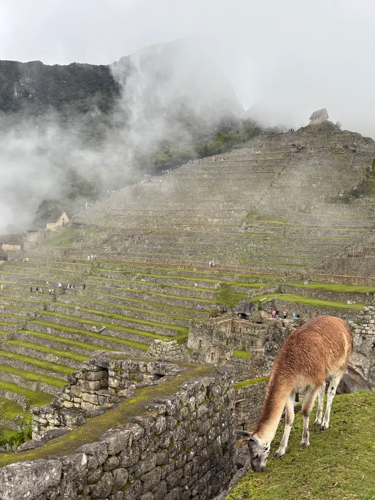 駱馬與壯觀的梯田