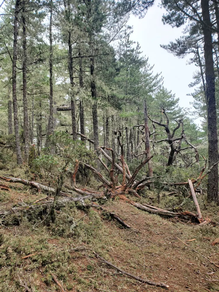 往妹池途中的八爪怪樹