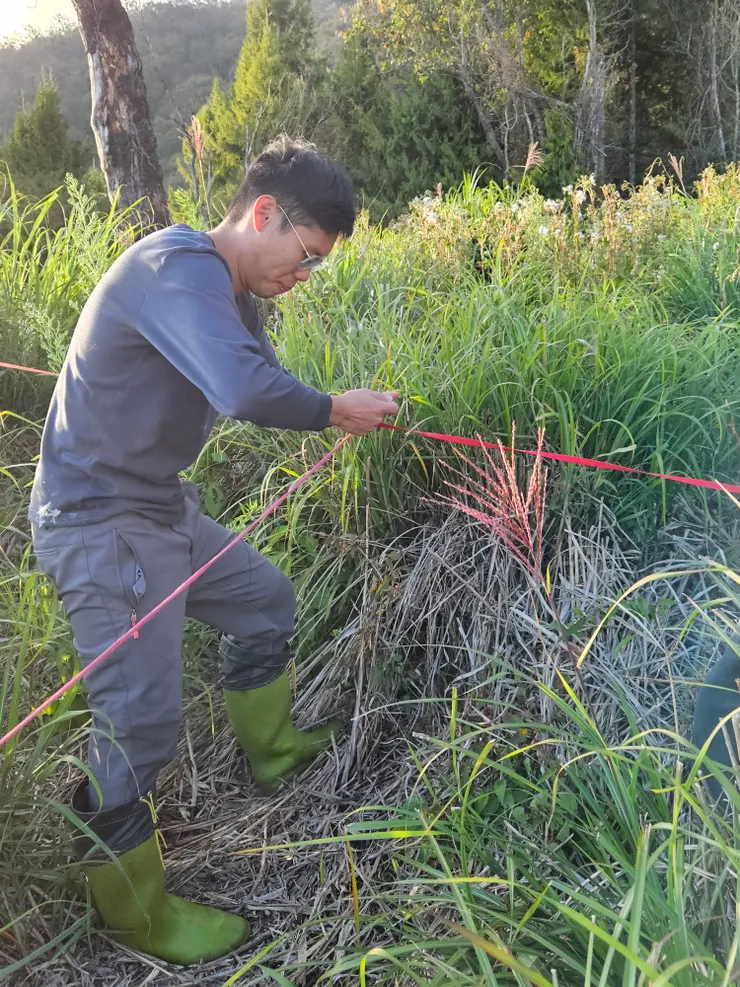 設樣區狂穿越芒草和石堆，拉繩子