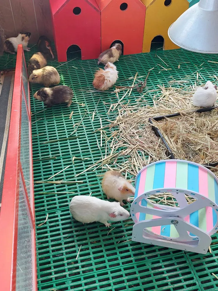 可愛動物區-天竺鼠