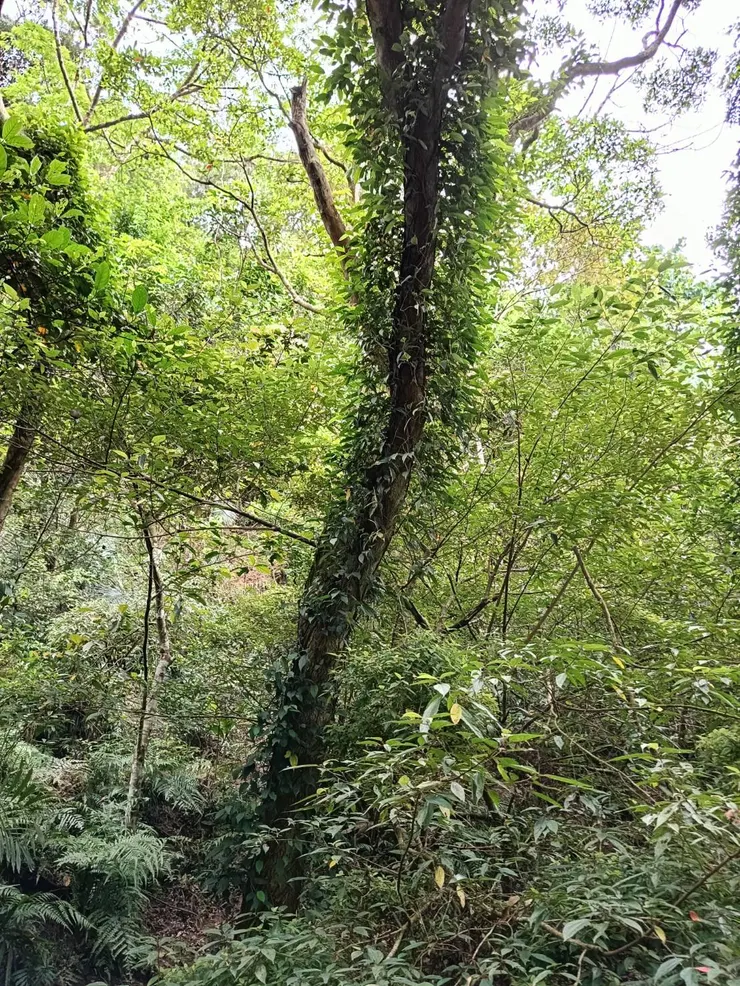 淺山路邊依附樹幹盤旋而上的風藤