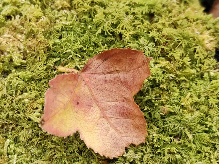 最悲傷的溫柔