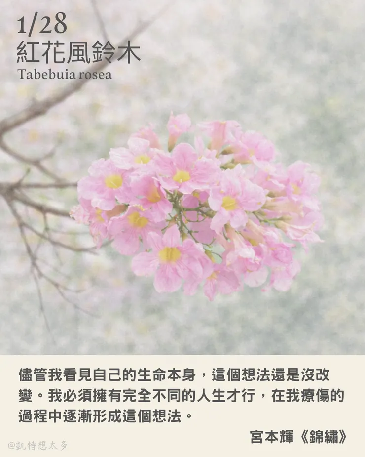 《一日一花・一句》｜1 月 28 日｜紅花風鈴木×宮本輝《錦繡》