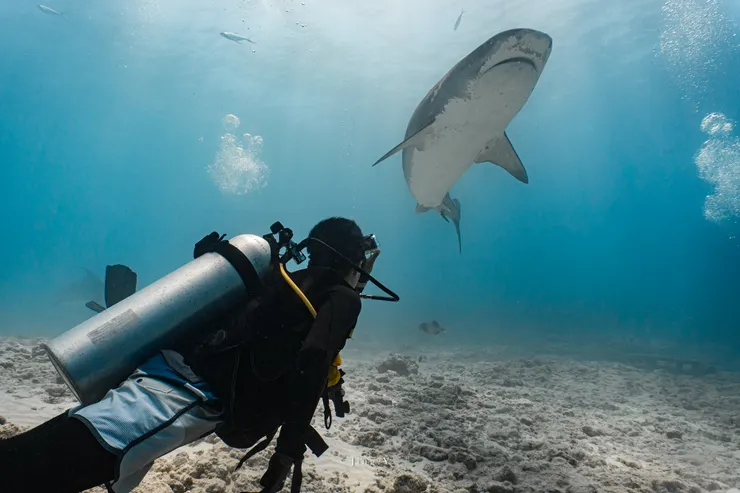 潛水員都躲在礁盤後面