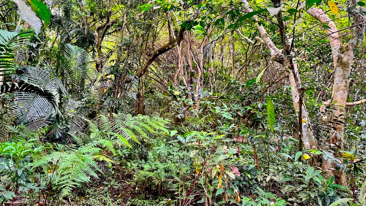 林下蕨類與原生灌木：多樣性正試圖從混亂中重現生機。