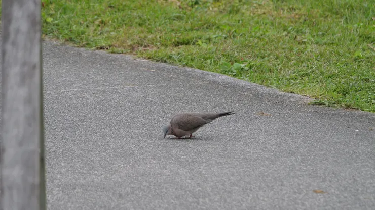 珠頸斑鳩