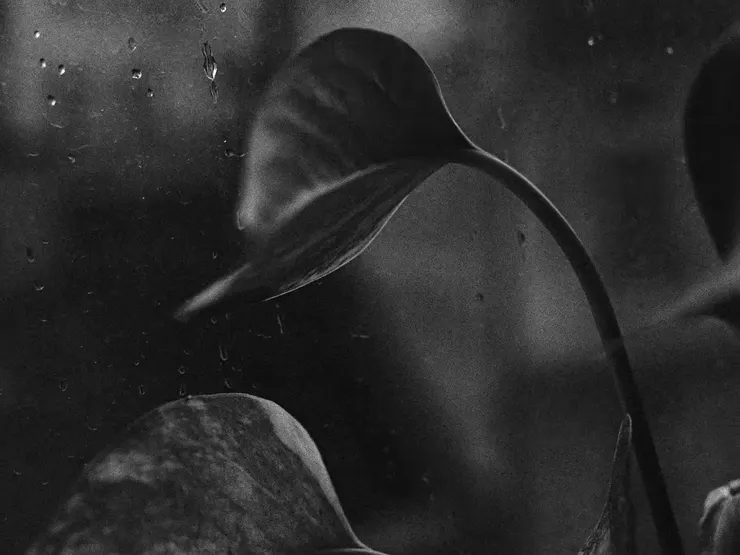 Usambara Violet (2020)