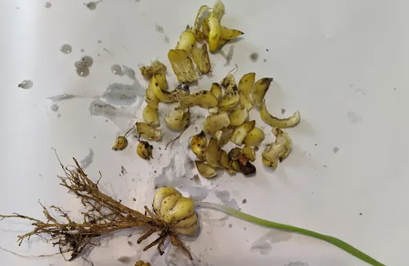 台灣百合的鱗莖