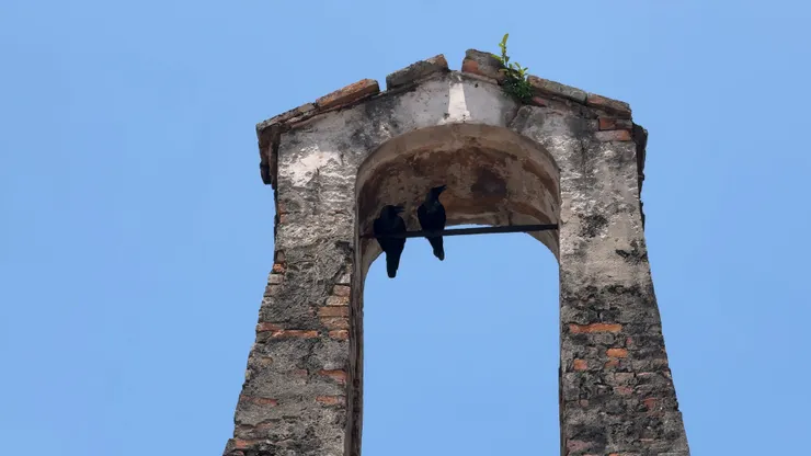 烏鴉也懂得遮陰避暑