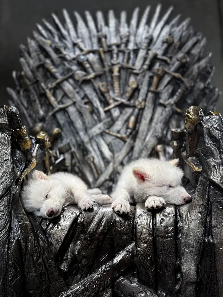 圖片來源:Colossal Biosciences