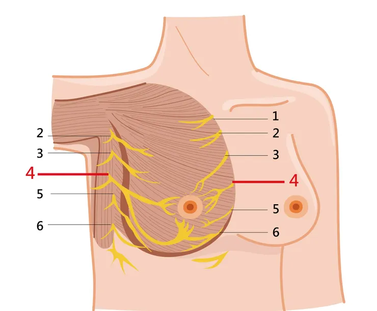 隆乳迷思│手術會讓乳頭的感覺遲鈍不敏感嗎?蔡昀達醫師來解惑