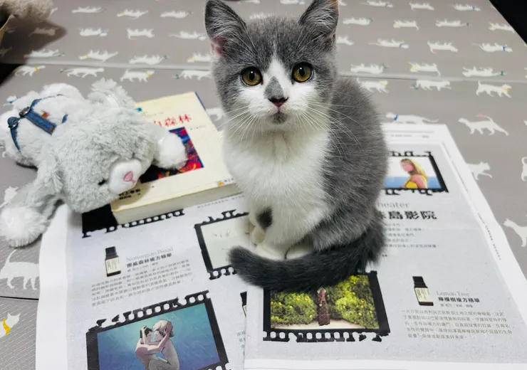 芷儀的貓咪「熊熊」/陳芷儀提供