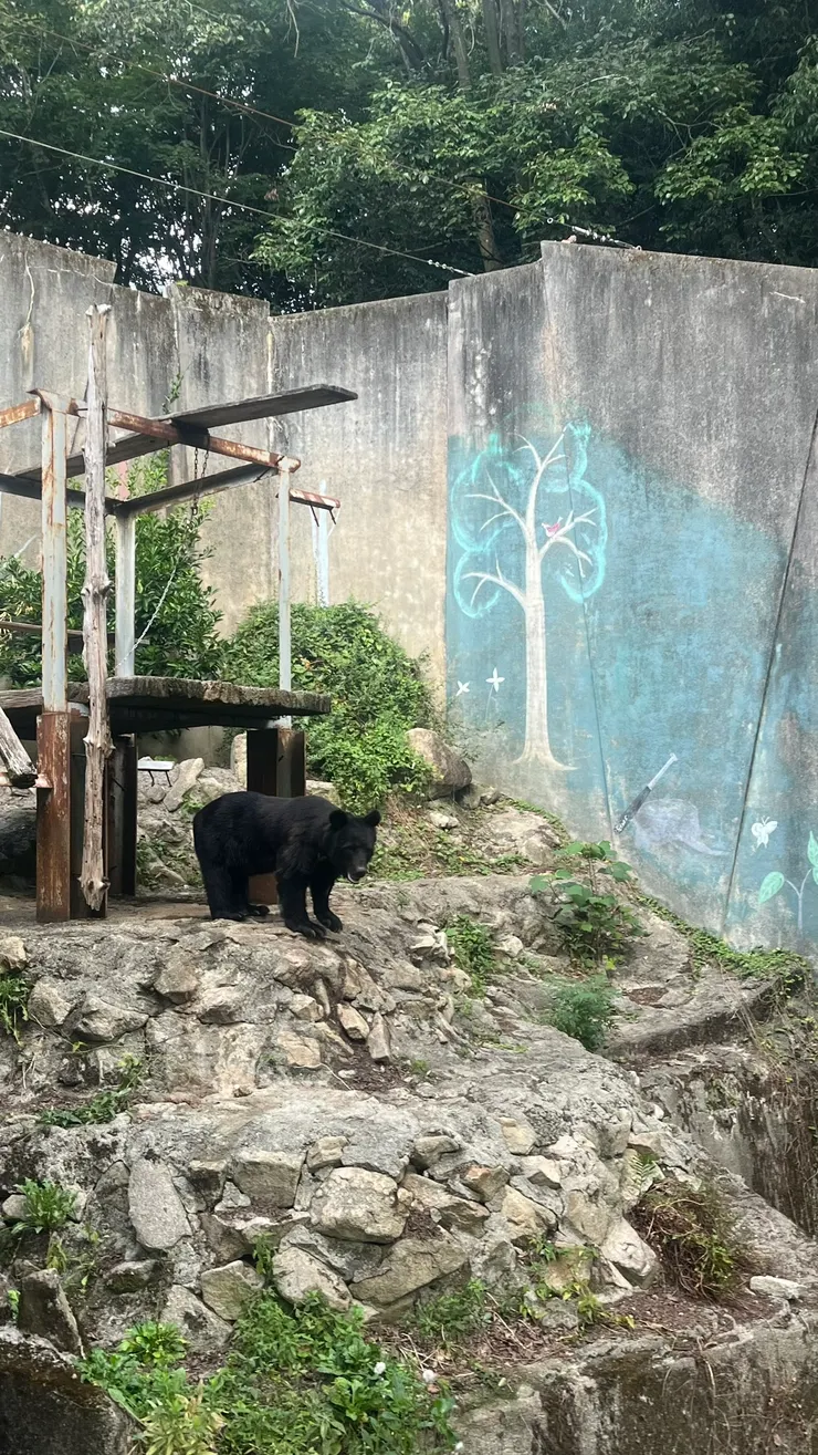 跟黑熊打個招呼。