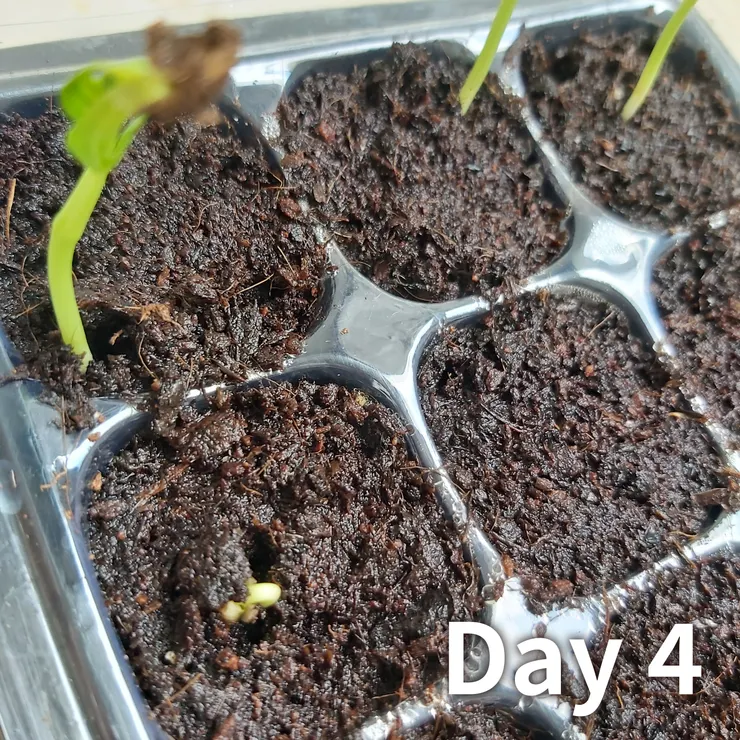 另一側的空心菜準備破土而出～