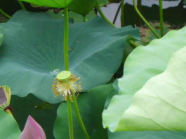 西安興慶公園荷花池 @作者拍攝202307