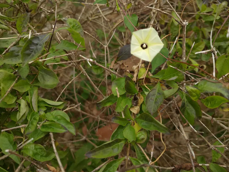 黃色牽牛花？！？
