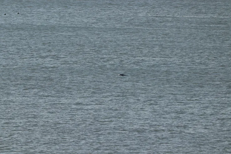對初學者來說,露脊鼠海豚真的很像海漂垃圾