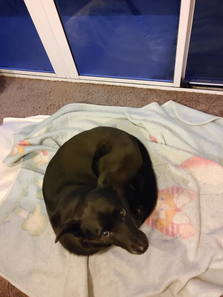 魁魁是黏人且惹人憐愛的家人