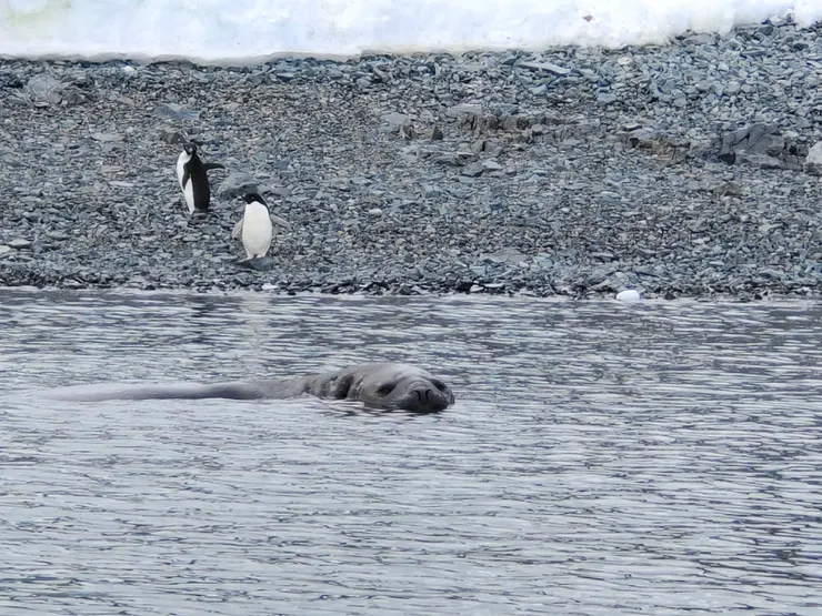 兩隻離群的阿德利企鵝，混入海豹家族中。小可愛，你們走錯地方了，別怪我等會兒回頭咬你們一口！