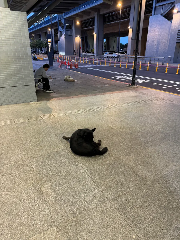 緊急回了一趟台灣....但是台南高鐵站前面為什麼會有狗啊？早上在那，晚上也在欸