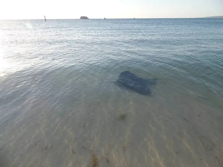 魟魚來了！好可愛