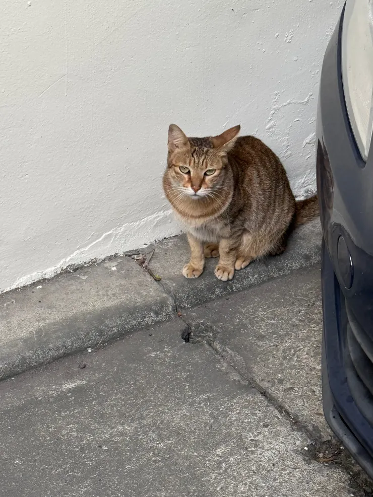 2025/12/22 牆角的貓