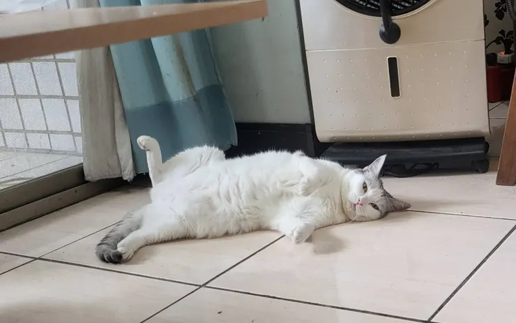 小白(李建崑攝影)