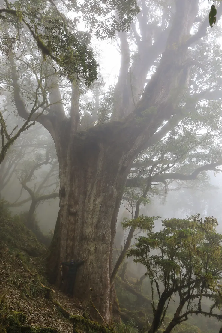 大浦山下特別的併生大紅檜「巨人之手」，樹幹基部是正在擁抱它的隊友謝瑋，剛好當比例尺。