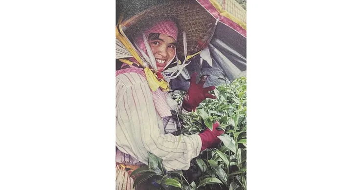 台灣的採茶人（截自《訪茶》）